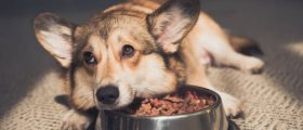 The Dog Podcast Uncovers Startling Truths About What We Feed Our Dogs [Press Release]
