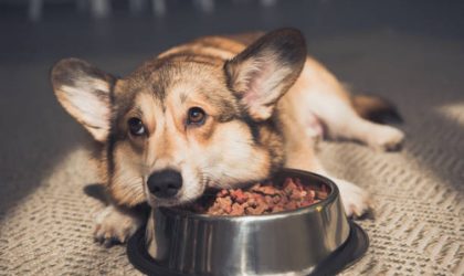 The Dog Podcast Uncovers Startling Truths About What We Feed Our Dogs [Press Release]