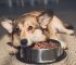 The Dog Podcast Uncovers Startling Truths About What We Feed Our Dogs [Press Release]
