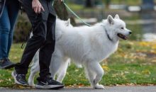 Dog Walk & Train Services — calm, confident walks for your dog