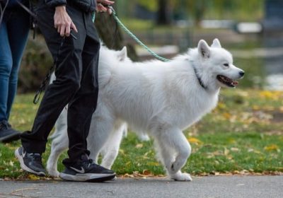 Dog Walk & Train Services — calm, confident walks for your dog