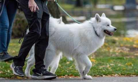 Dog Walk & Train Services — calm, confident walks for your dog